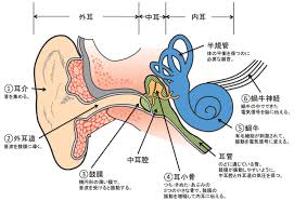 耳の構造とイヤチップ